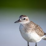 原始欲望 ktv6ydx8j